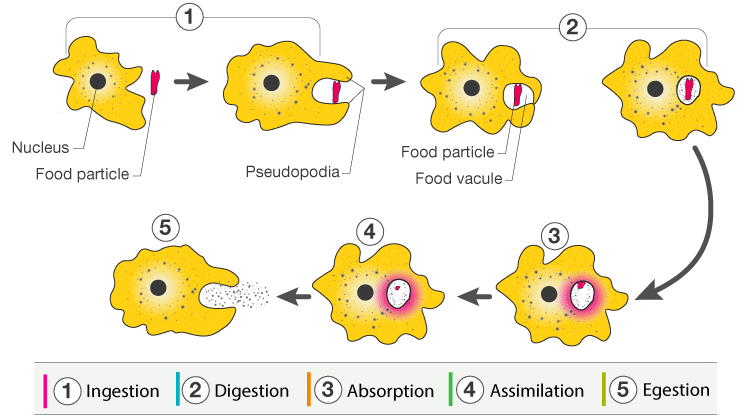 Diagram

Description automatically generated