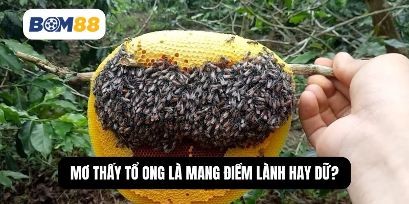 Mơ thấy tổ ong là mang điềm lành hay dữ?
