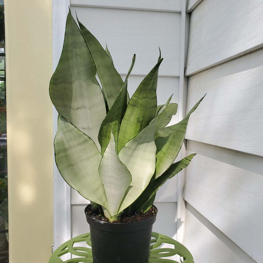 Sansevieria Moonshine