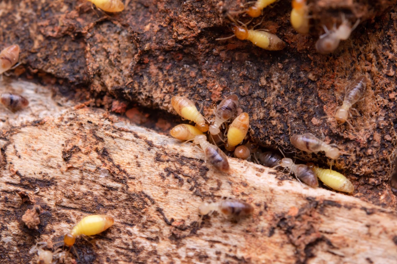 termite treatment dallas - Close-up image of termites on decayed wood, showcasing their small, segmented bodies and antennae.