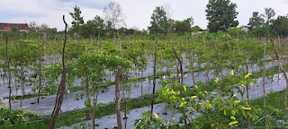 Tanah Kavling Kebun di Landasan Ulin Banjarbaru