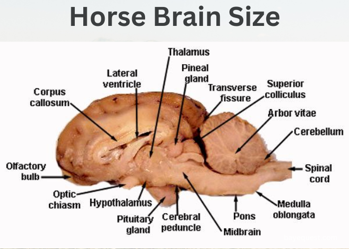 Horse Brain Size