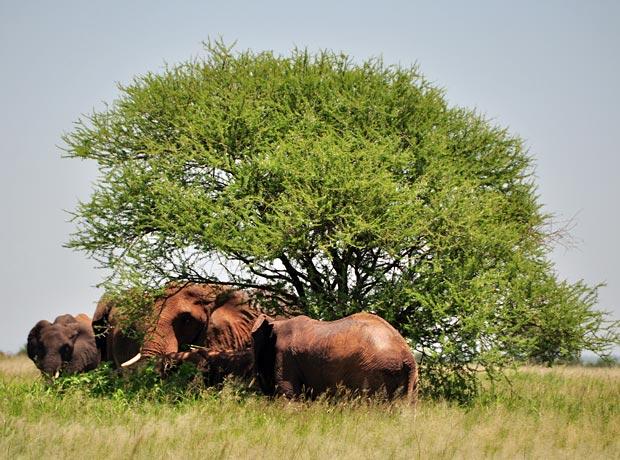 Elephants Tarangire National Park