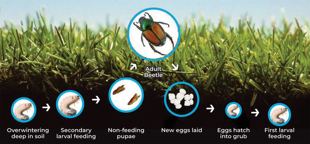 Life Cycle of Grub