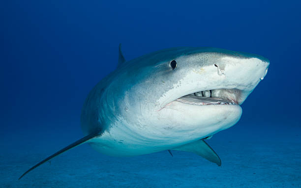 Tiger Sharks
