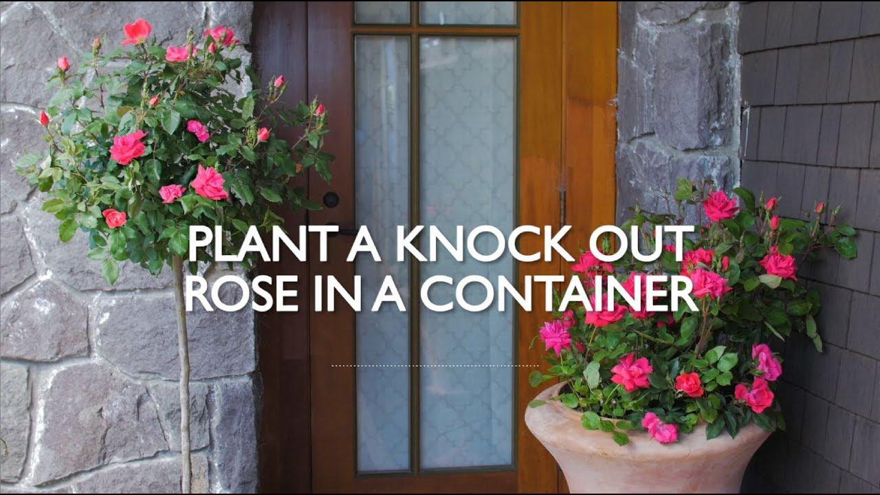 How to Plant Knock Out Roses