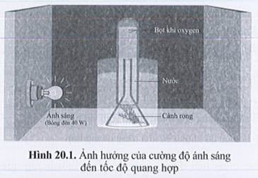 BÀI 20: THỰC HÀNH VỀ QUANG HỢP Ở CÂY XANH