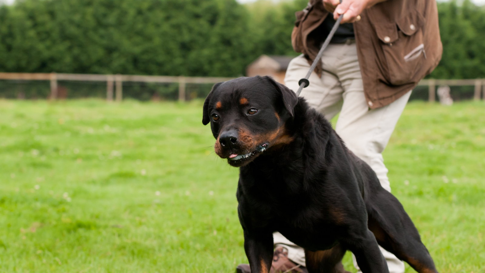 how to leash train a dog