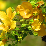 flowers name in punjabi easy
