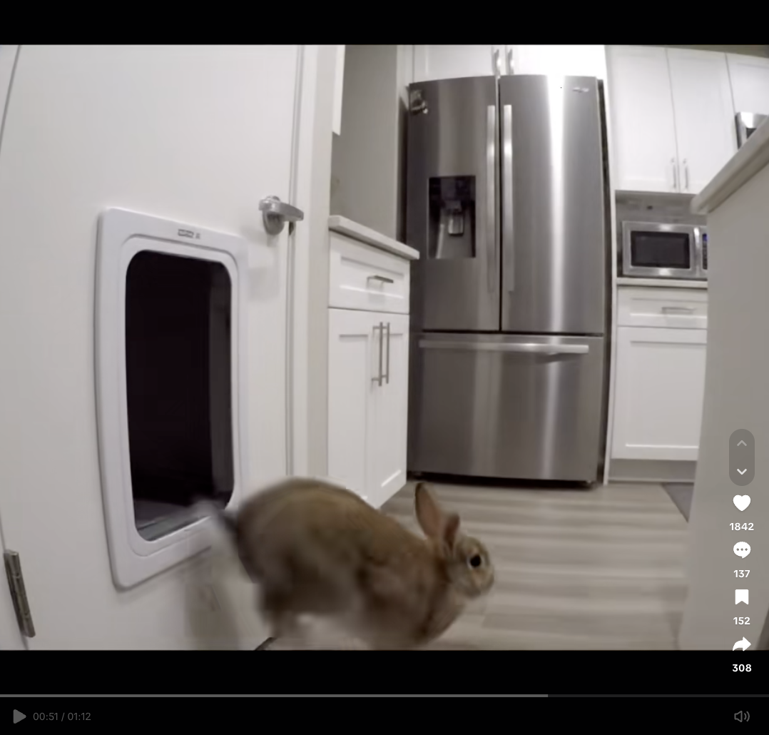 AI Bunnies on Trampoline Causing Crisis of Confidence on TikTok