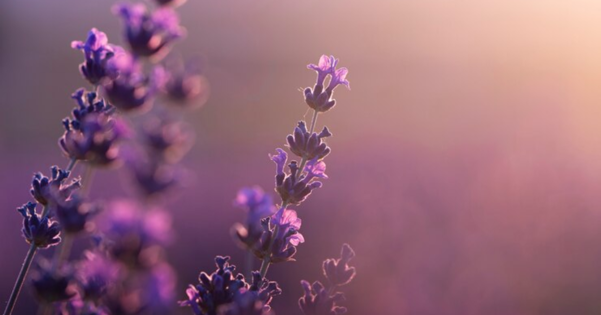 Lavender for Stress Headaches 