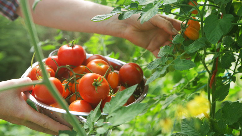 Benefits of Growing Fresh Tomatoes