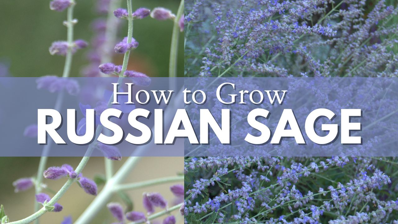 How to Plant Russian Sage