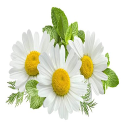 Chamomile Flower