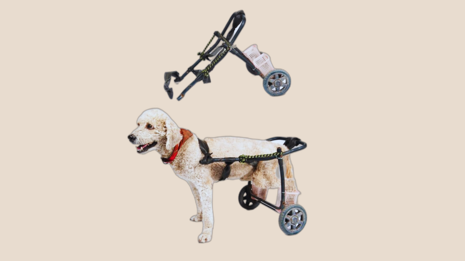 dog wheelchair for back legs