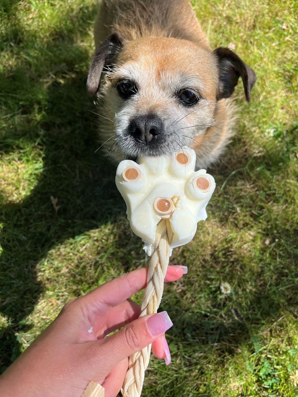Maisy keeping cool with a home made pawsicle