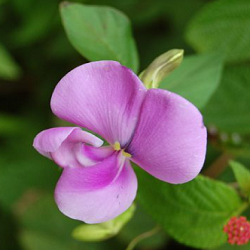 Zombi Pea Flower