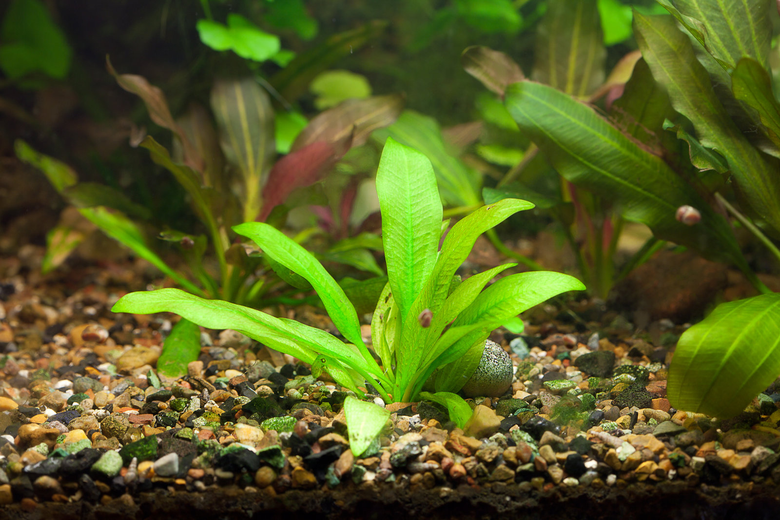 Aquarium Plants