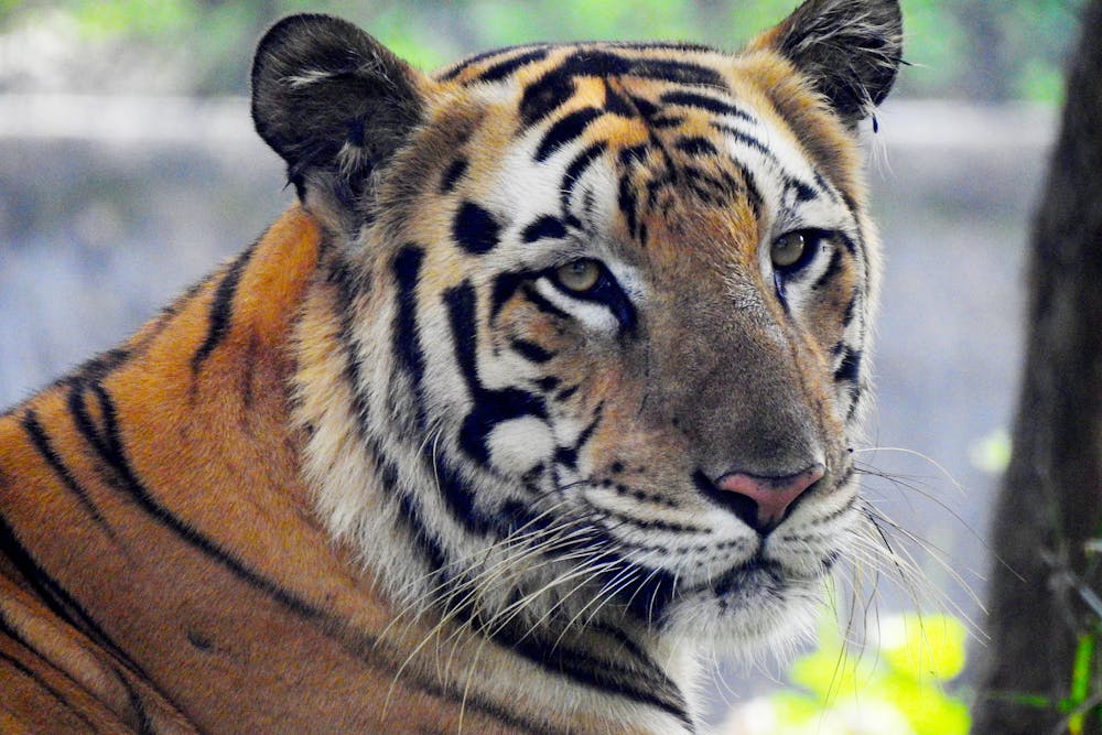 Portrait of a Tiger