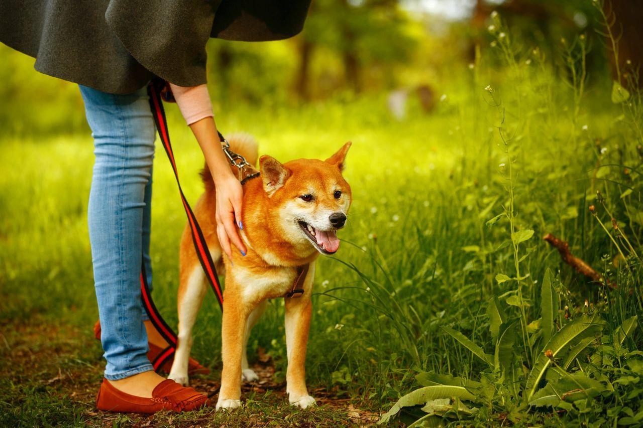Owner comforting a reactive shiba inu