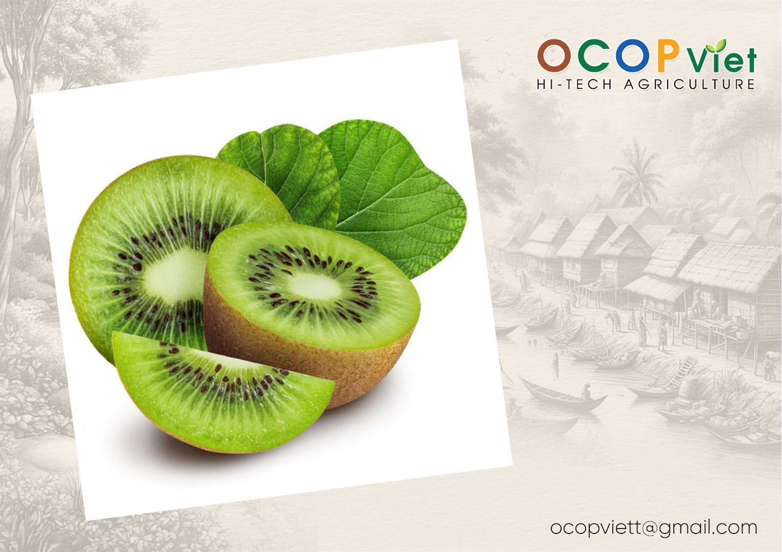 Kiwi 