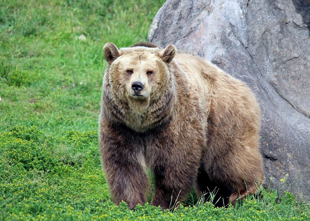 A grizzly bear with a rock and grass. 