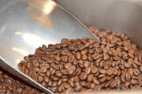 "A close-up image of a scoop filled with rich, dark Jamaican Blue Mountain coffee beans. The beans have a glossy sheen, showcasing their premium quality, with the distinct blue-green hue that sets them apart. The background features more scattered beans, emphasizing the abundance and luxury of this highly sought-after coffee variety."