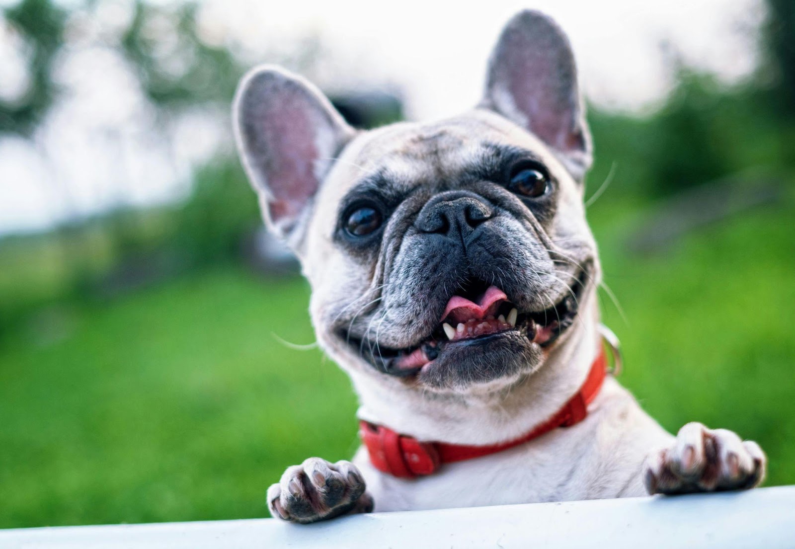 Perfect Dog Breeds for Newbie Owners