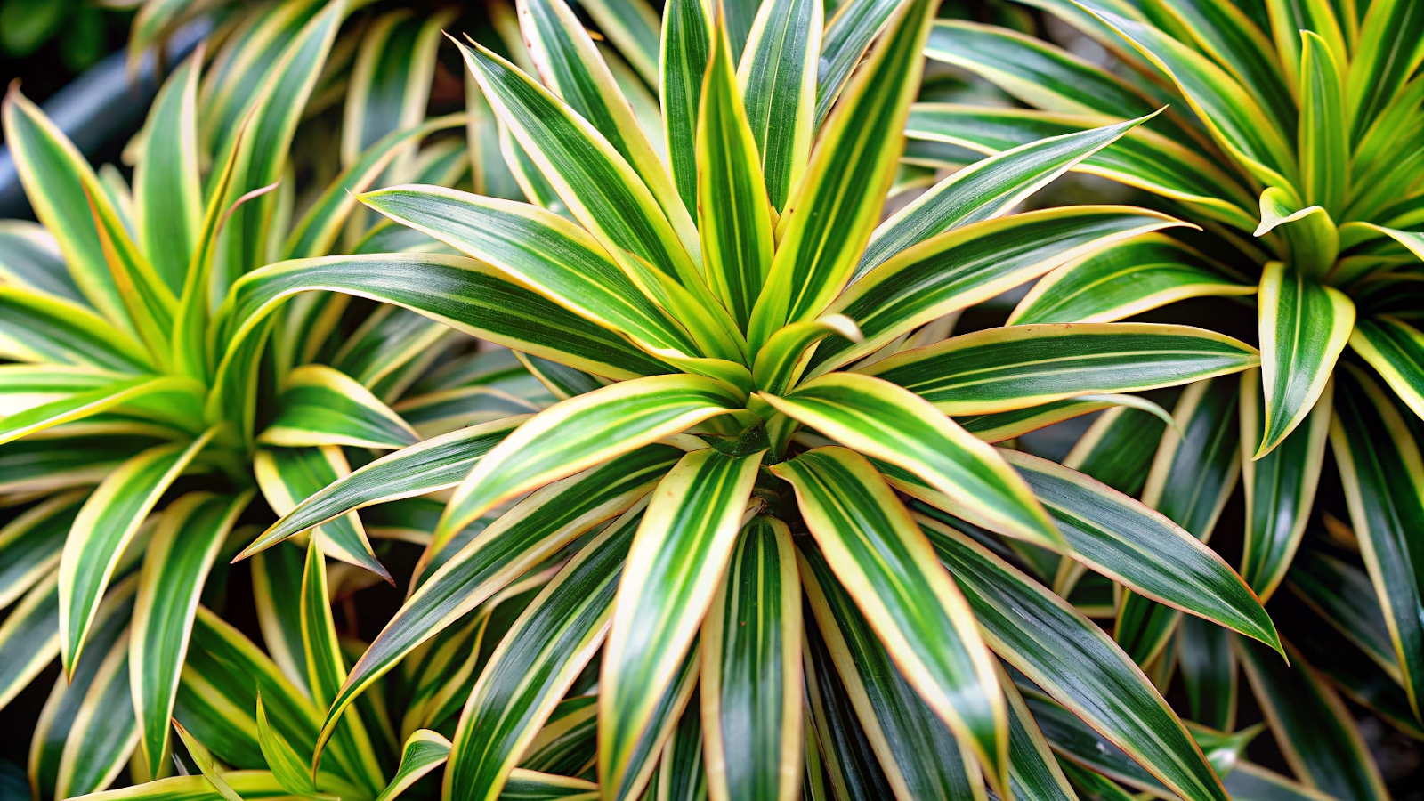  folhas da planta Pleomele, destacando a textura e padrão