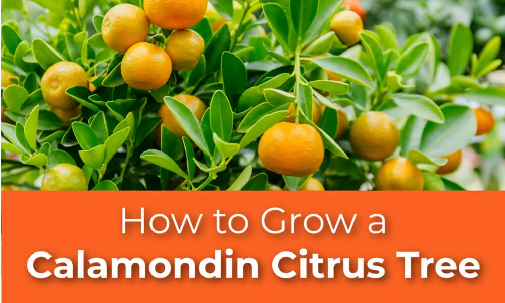 How to Grow Citrus Indoors with a Calamondin Tree