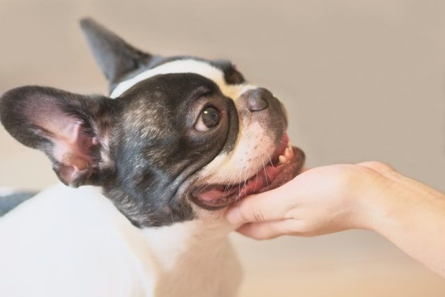 愛犬が亡くなったら飼い主が行うこと