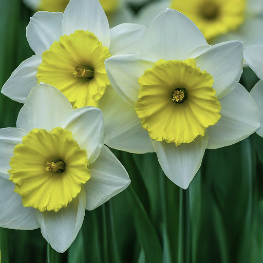 Enjoying the Beauty of Your Narcissus White Flowers