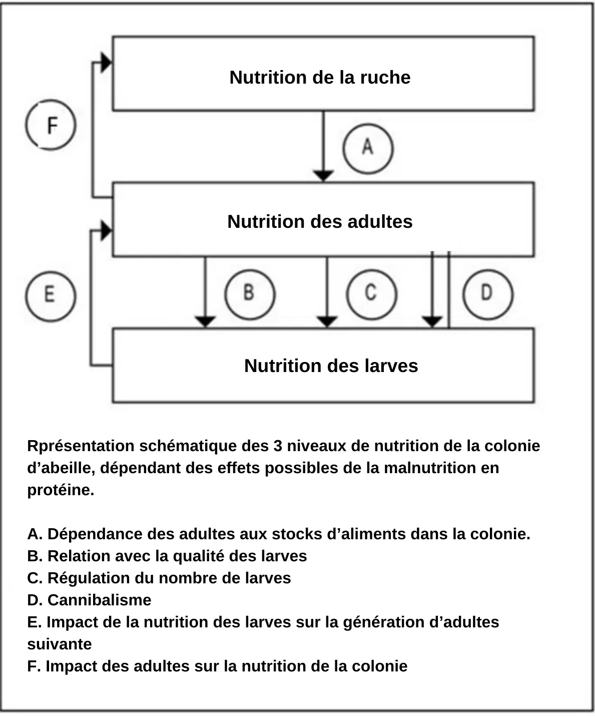 Malnutrition et famine des ruches : comment les détecter et les résoudre ? - ALIMENTATION & NOURRISSEMENT