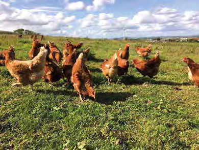 poultry on outdoor