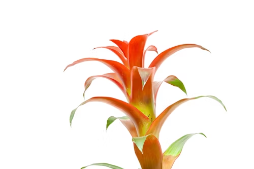 Bromeliad