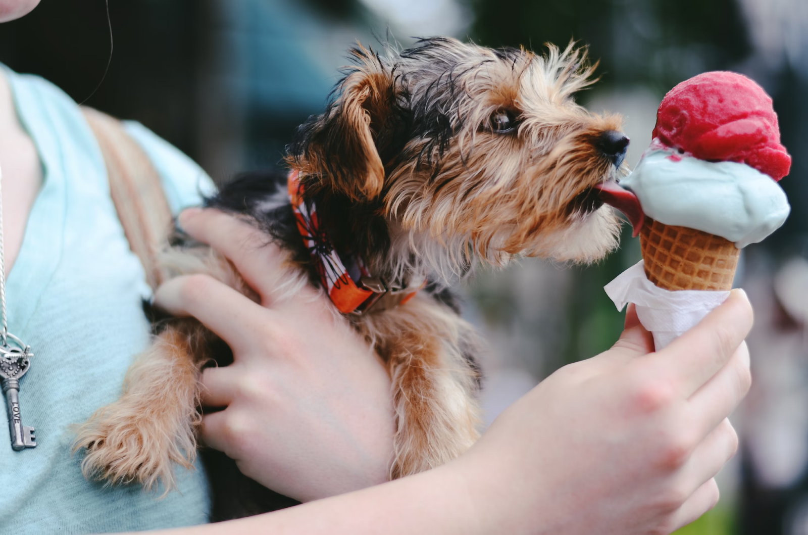 Photograph of a puppy licking an ice cream cone