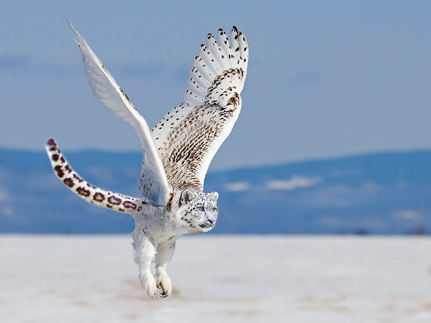 Funny Snowy Owlpard Animal Photo