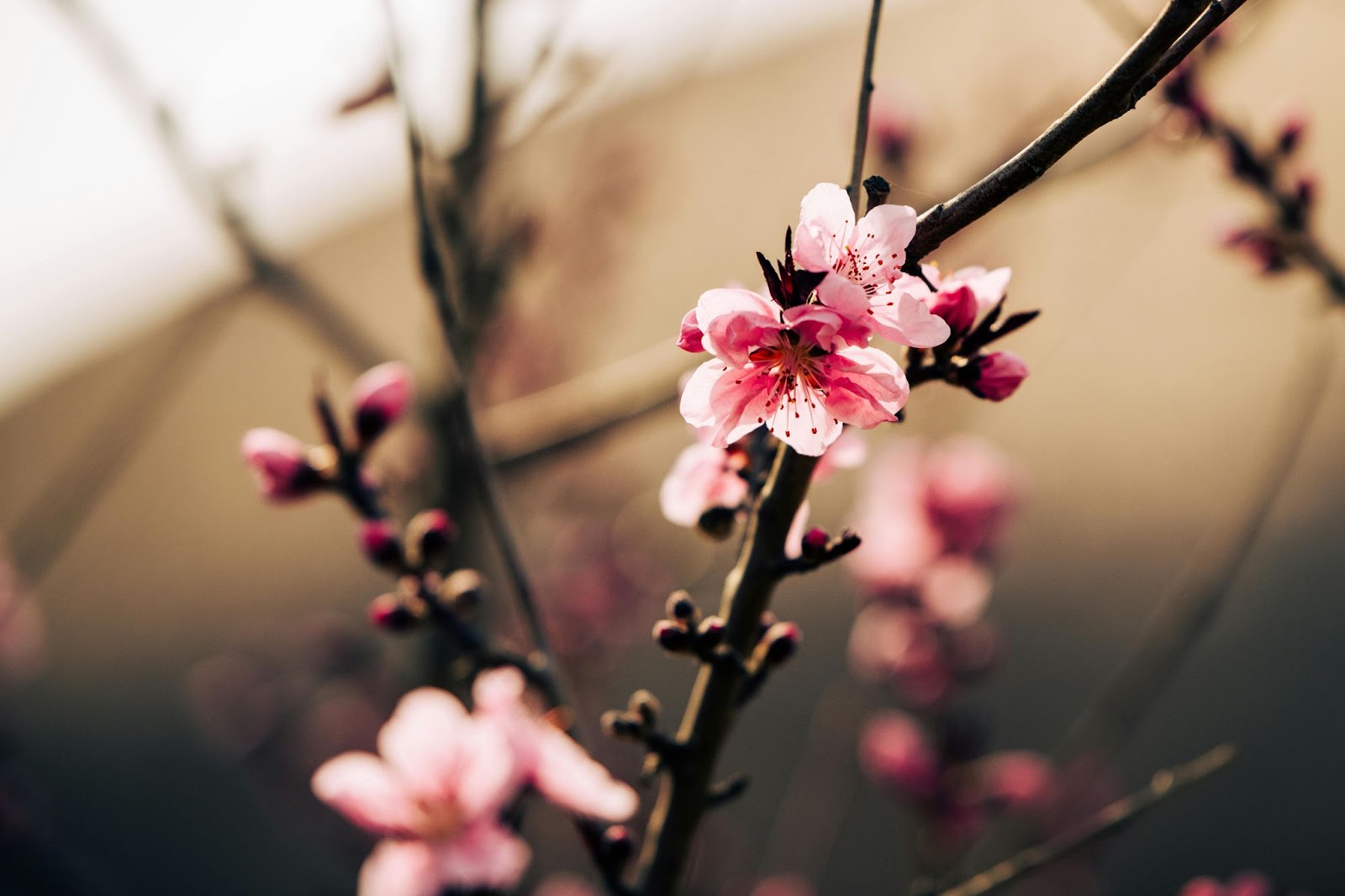 Cherry Blossoms