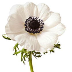 Anemone Flower Image