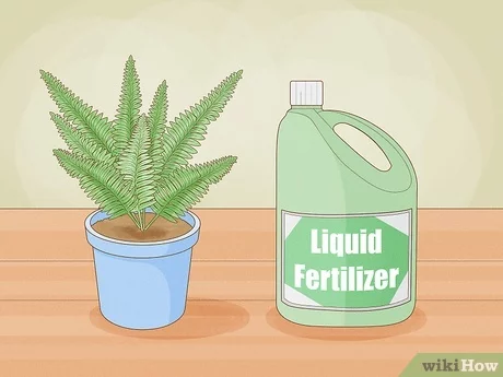 Liquid Fertilizer for Houseplants