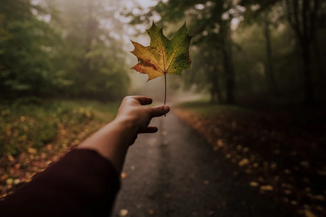 Cleansing Techniques for Autumn 