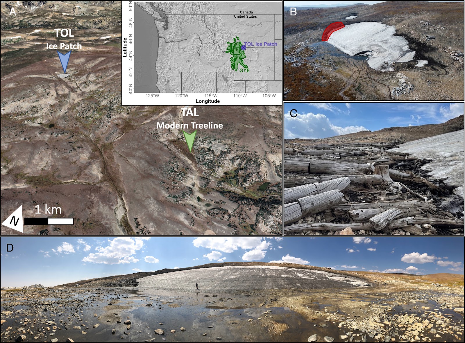 A 5,500-Year-Old Forest in Yellowstone Melted Out of the Ice