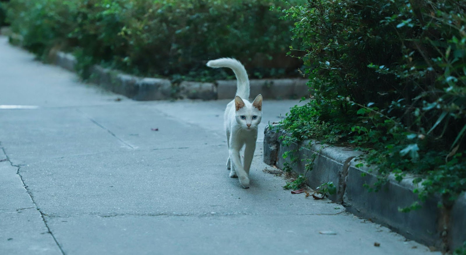 Silent Signs Your Cat Is Miserable