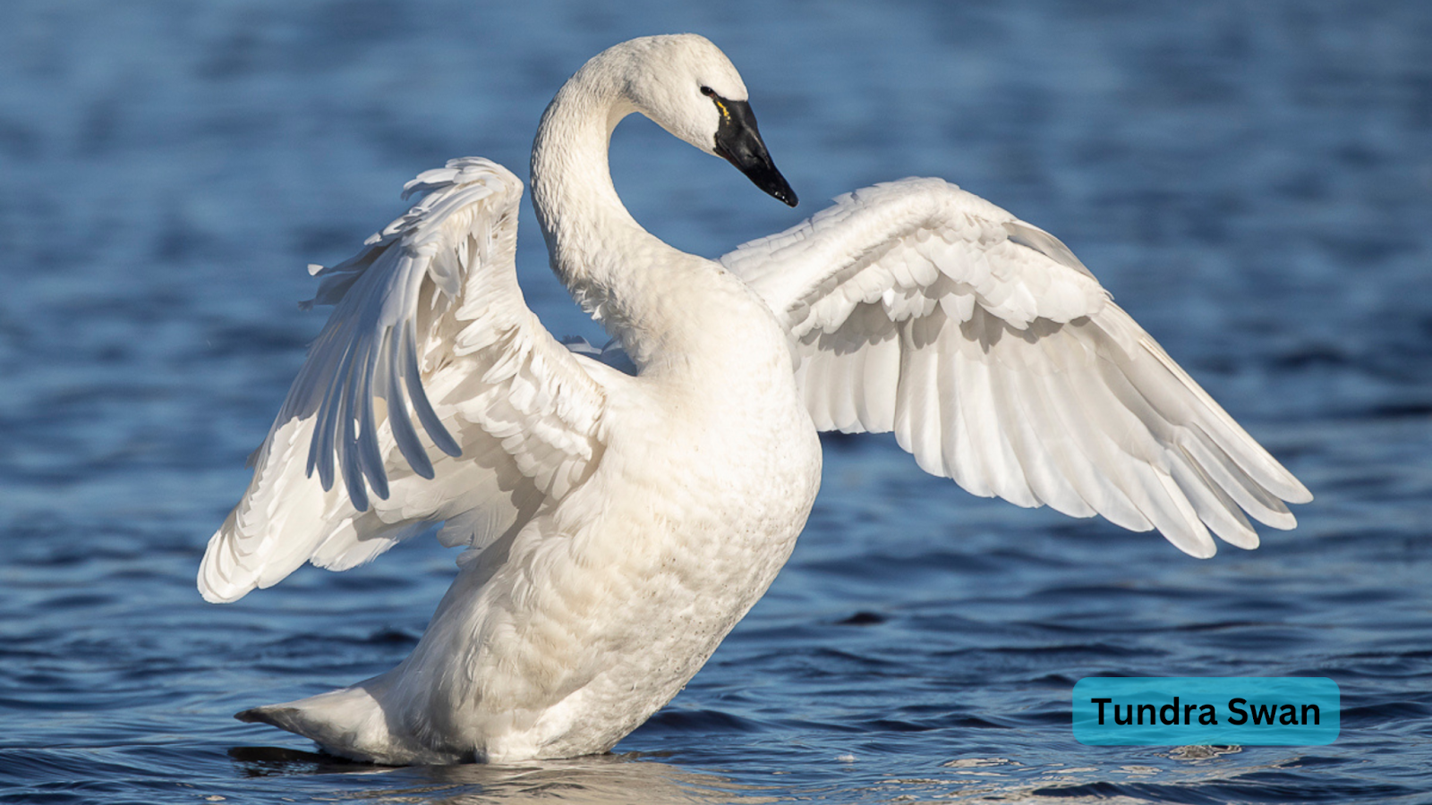 Tundra Swan