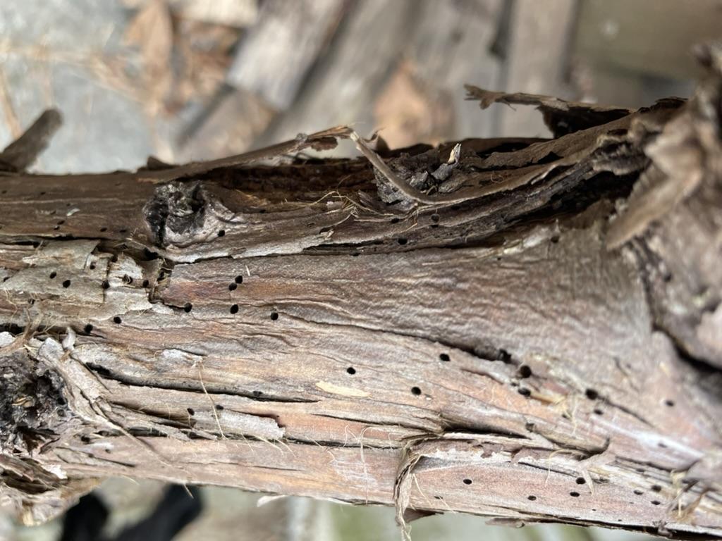 A close up of a tree branch

AI-generated content may be incorrect.