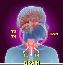 Neurological and Cognitive Effects 
