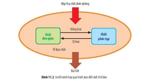 BÀI 11 - VẬN CHUYỂN CÁC CHẤT QUA MÀNG SINH CHẤT