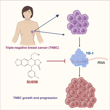 Triple-Negative Breast Cancer