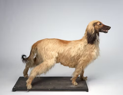 Afghan Hound