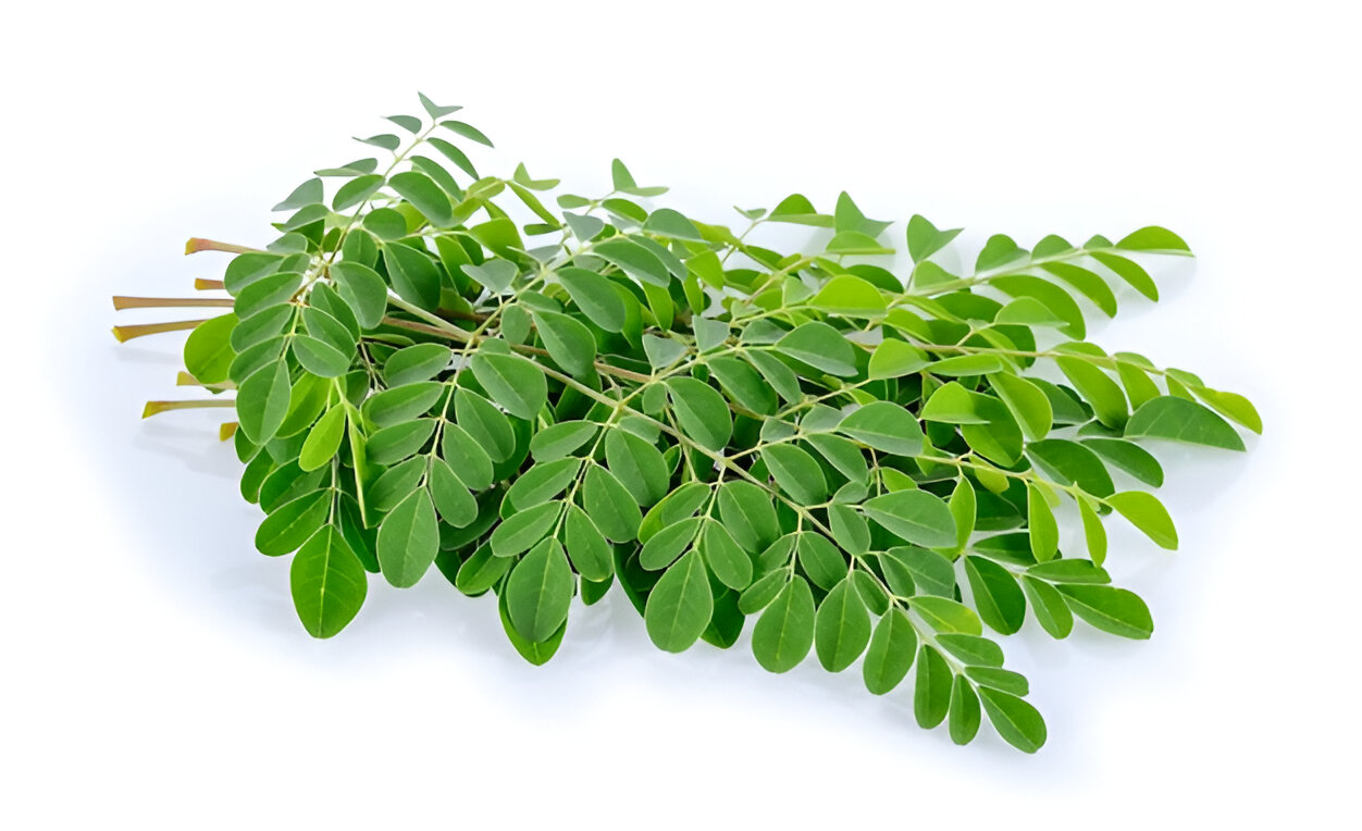 Moringa - Indian Superfood